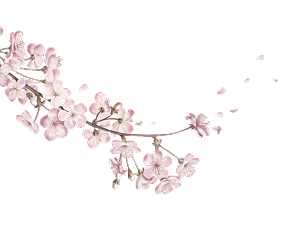 illustration of a cherry blossom branch